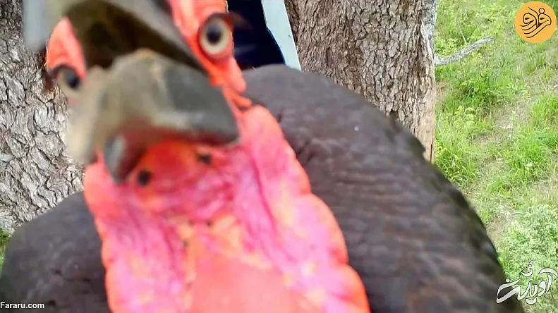 (ویدئو) (ویدئو)